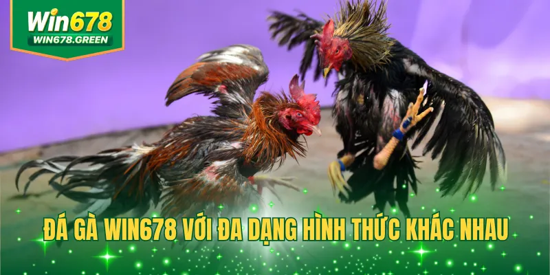 Đá gà WIN678 với đa dạng hình thức khác nhau
